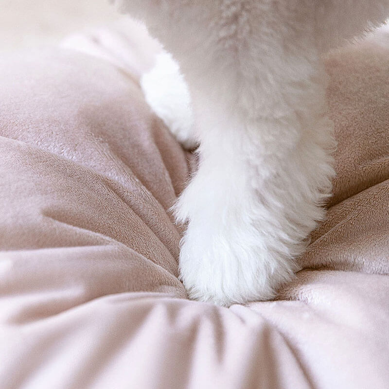 2 en 1 lindas orejas de oso removible casa para perros