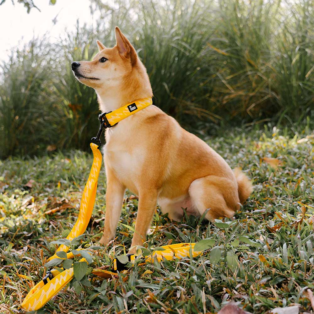 Funnyfuzzy Ajustable Nylon Durable Dog Collar - Flexi Walker