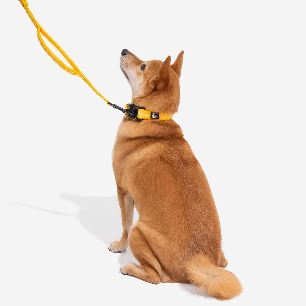 Funnyfuzzy Ajustable Nylon Durable Dog Collar - Flexi Walker