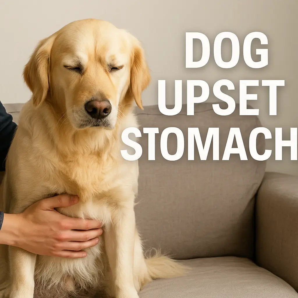 Dog Upset Stomach: Fast Fixes & Vet-Backed Advice