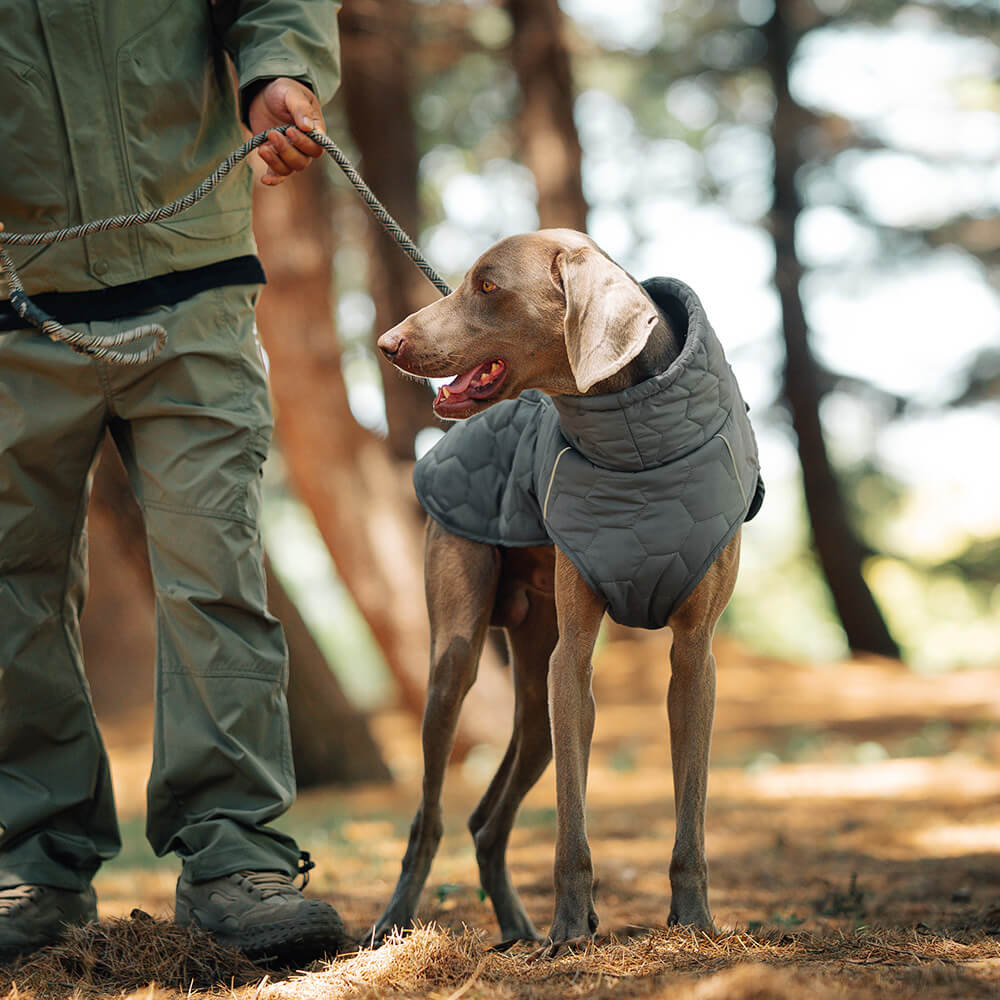 Gesteppte Outdoor-Hundeweste – warm und langlebig für Wanderungen und Abenteuer