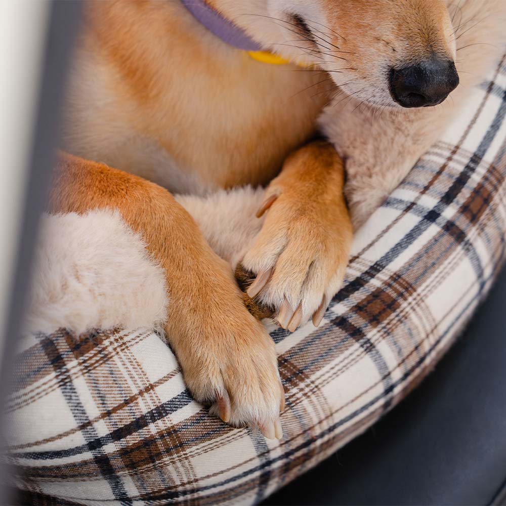 Grand siège d'auto rehausseur classique et moelleux pour chien, à garder en sécurité