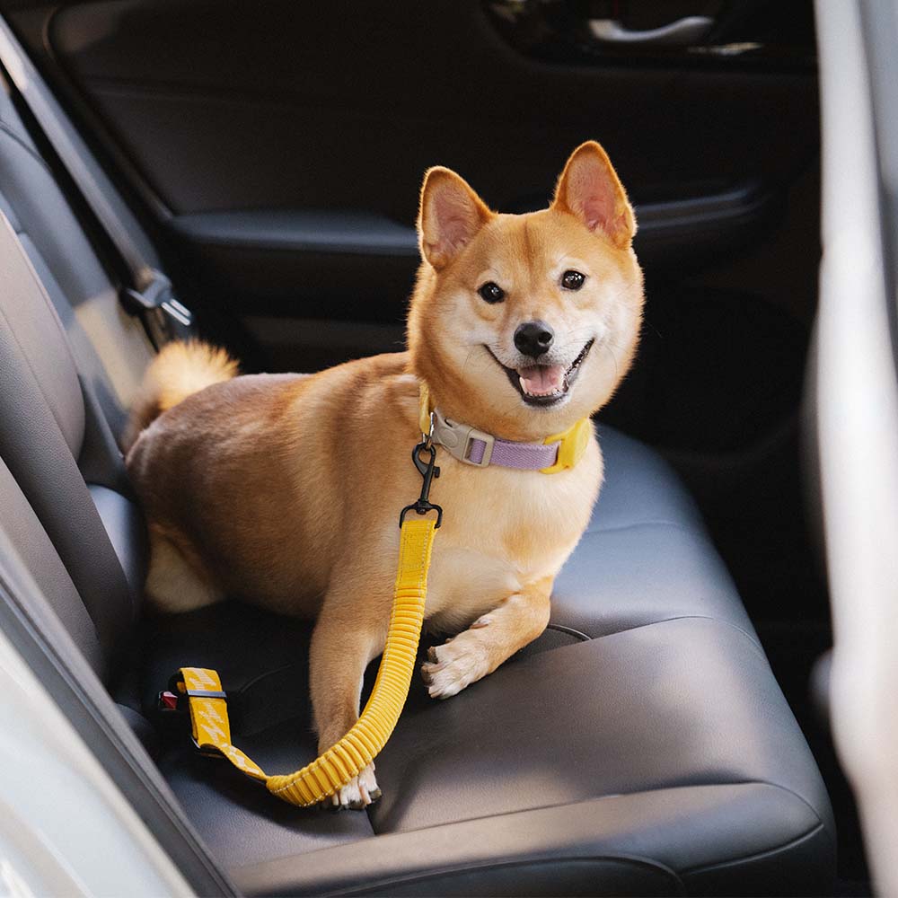 Ceinture de sécurité de voiture d'accessoires de chien frais réglables de tampon