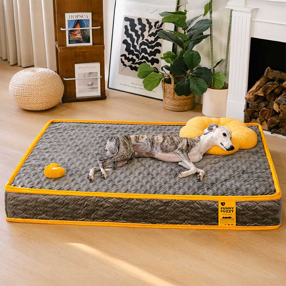 Human-grade Innerspring Coils Orthopedic Human Dog Bed - Everdream