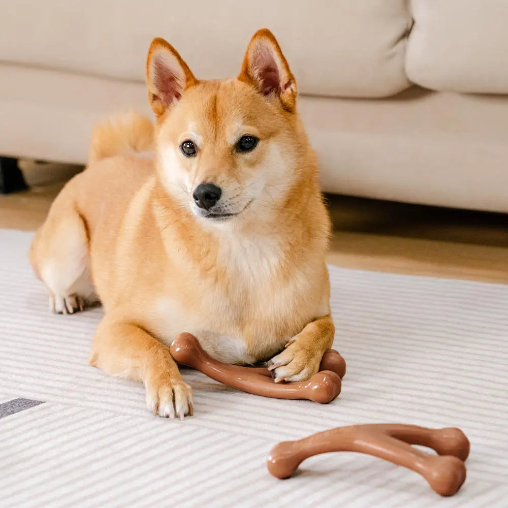 Jouet à mâcher pour chien, os de dentition, aromatisé au bacon