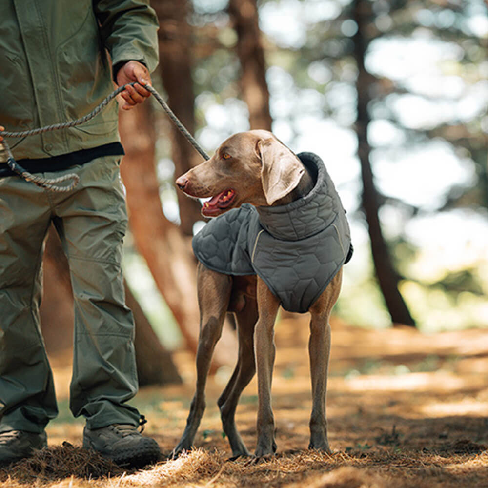 Gesteppte Outdoor-Hundeweste – warm und langlebig für Wanderungen und Abenteuer