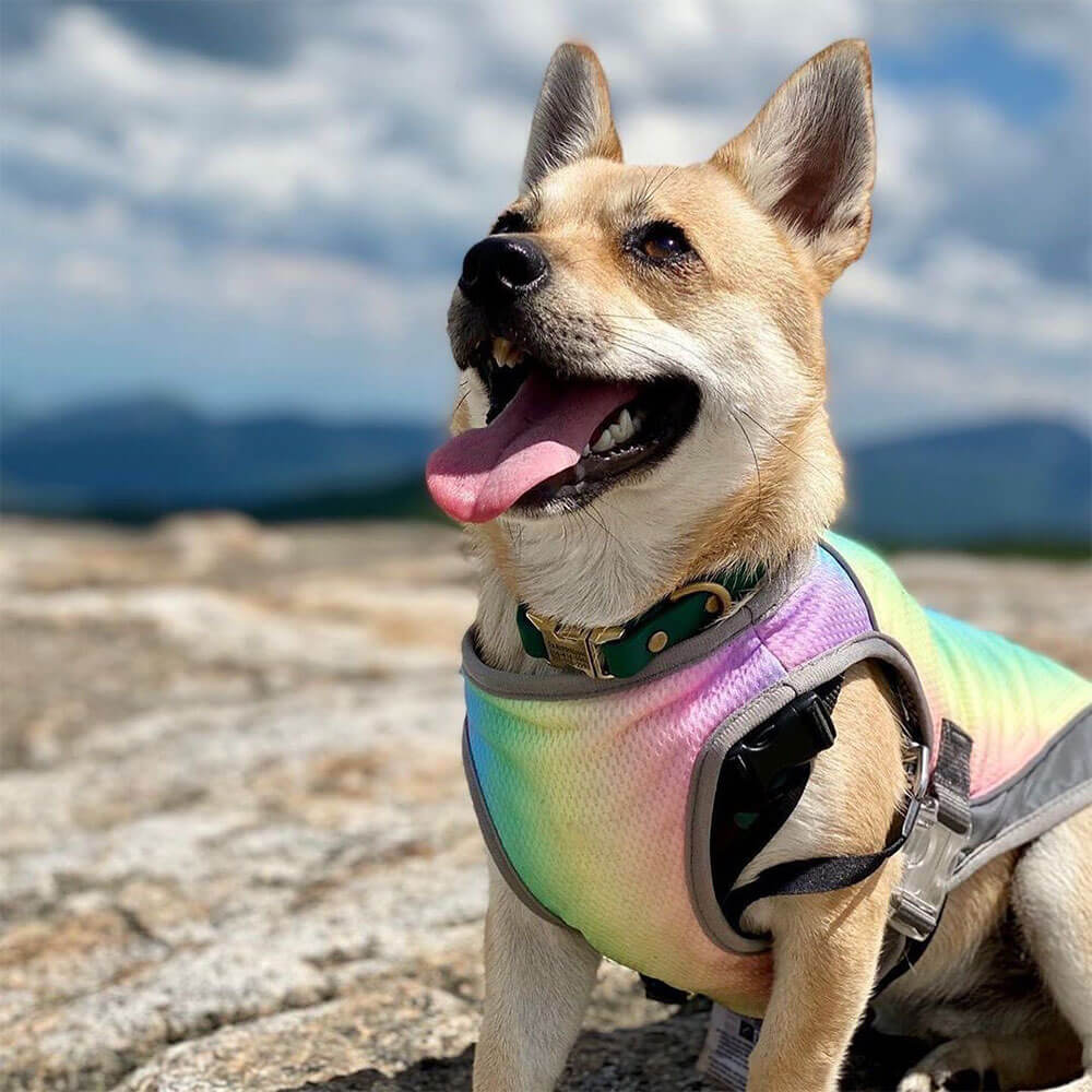 Summer Cool Feeling Rainbow Color Pet Vest
