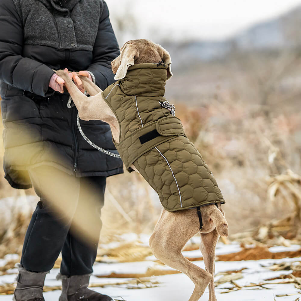 Gesteppte Outdoor-Hundeweste – warm und langlebig für Wanderungen und Abenteuer