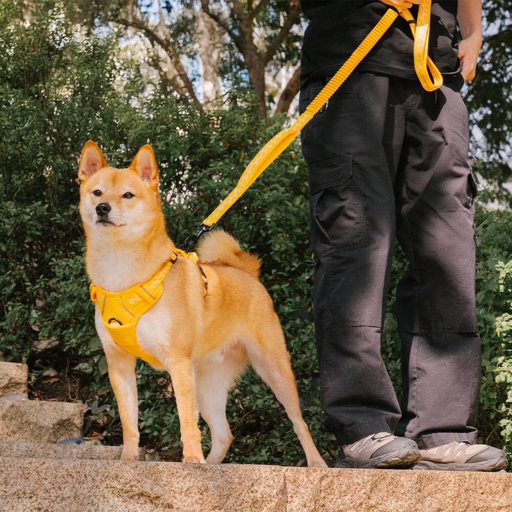 FUNNYFUZZY Harnais d'extérieur réglable et réfléchissant pour chien - Flexi Walker