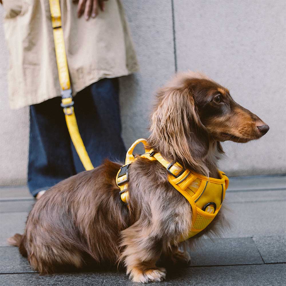 FUNNYFUZZY Reflektierendes, verstellbares Hundegeschirr für den Außenbereich – Flexi Walker