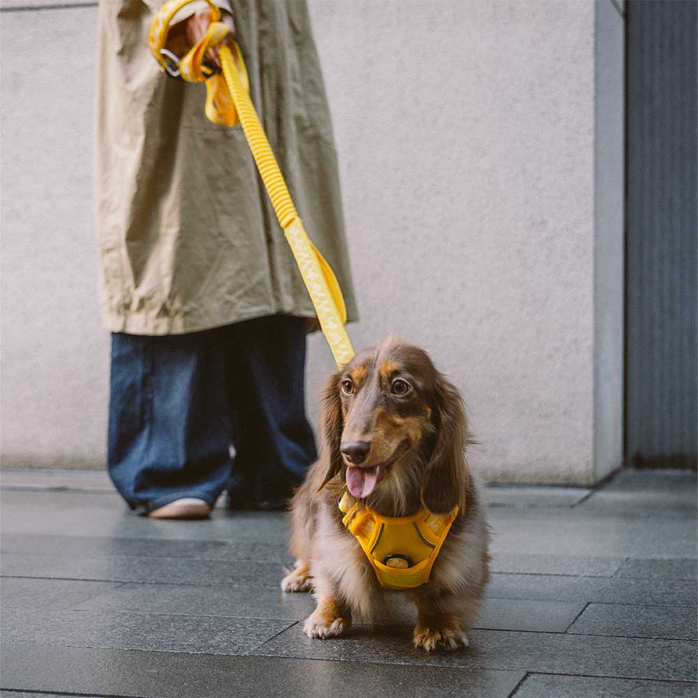 FUNNYFUZZY Reflektierendes, verstellbares Hundegeschirr für den Außenbereich – Flexi Walker