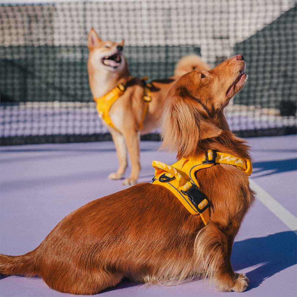 FUNNYFUZZY Reflektierendes, verstellbares Hundegeschirr für den Außenbereich – Flexi Walker