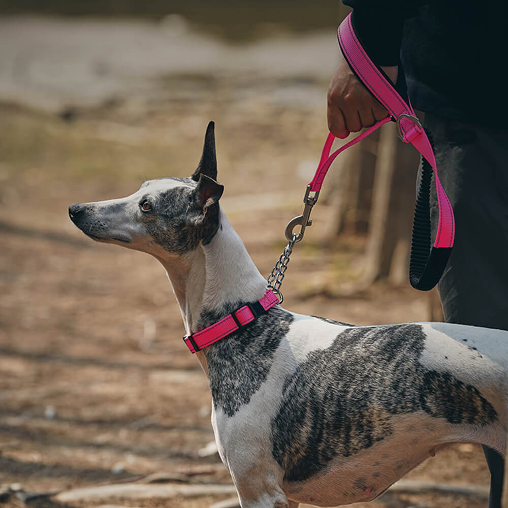 Collar y correa para perros antitirones reflectantes multifuncionales