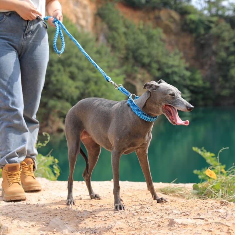 Collar y correa para perros grandes luminosos antitirones hechos a mano