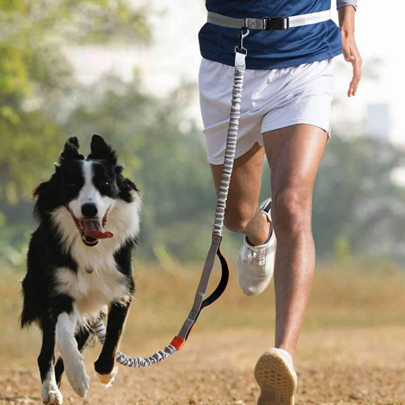 Retractable Double-Handled Multifunctional Dog Walking Leash
