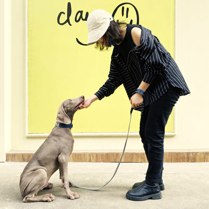 Vogue Halsschutz für Hunde mit Zebramuster, Hundehalsband, Hunde-Auslaufset