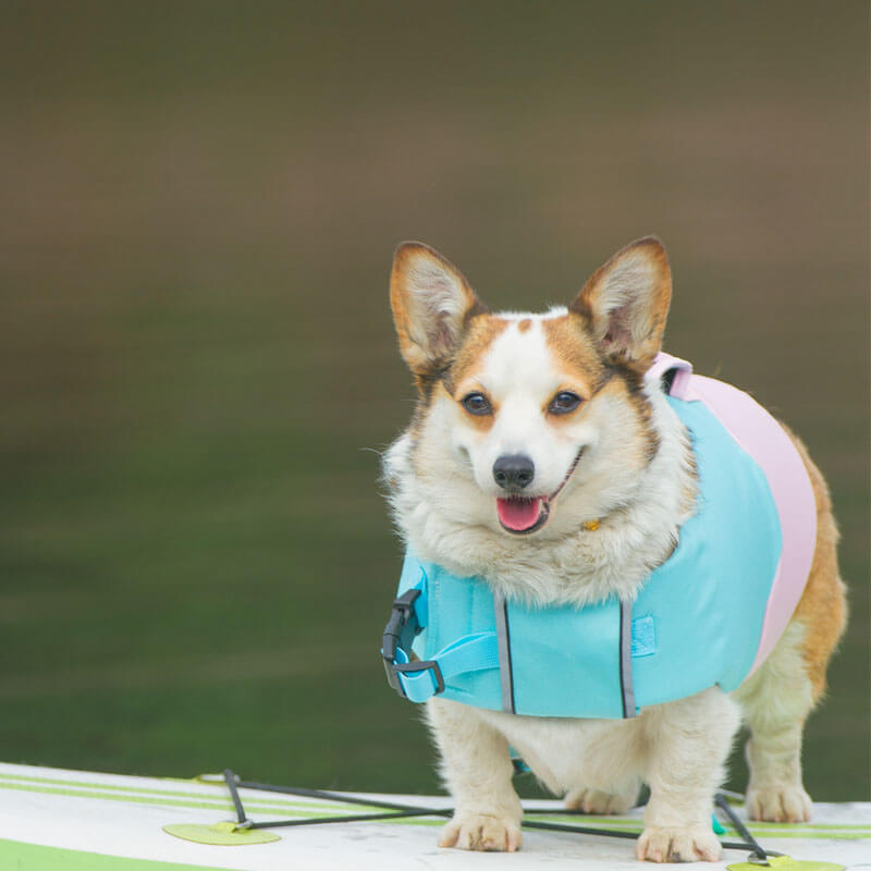 Chaleco de flotación ajustable Arnés para perros Chaleco salvavidas para perros