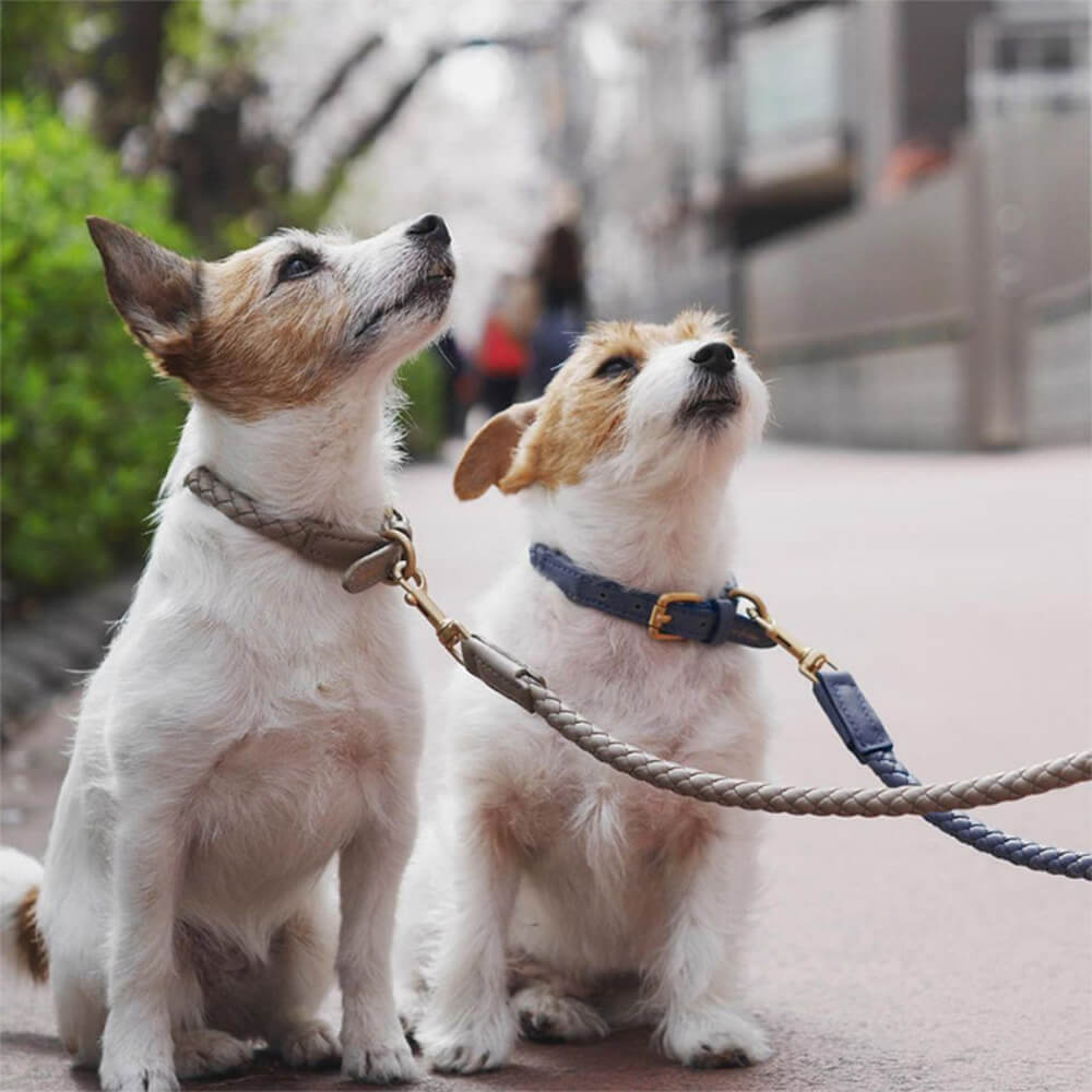 Conjunto de paseo para perros con correa y collar para cachorros de piel sintética tejido a mano