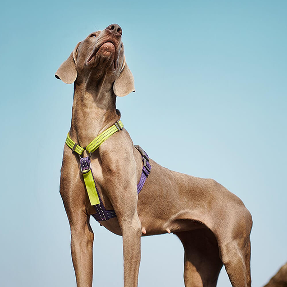 Arnés de equilibrio reflectante con cuello y hebilla Arnés para perros sin tirones