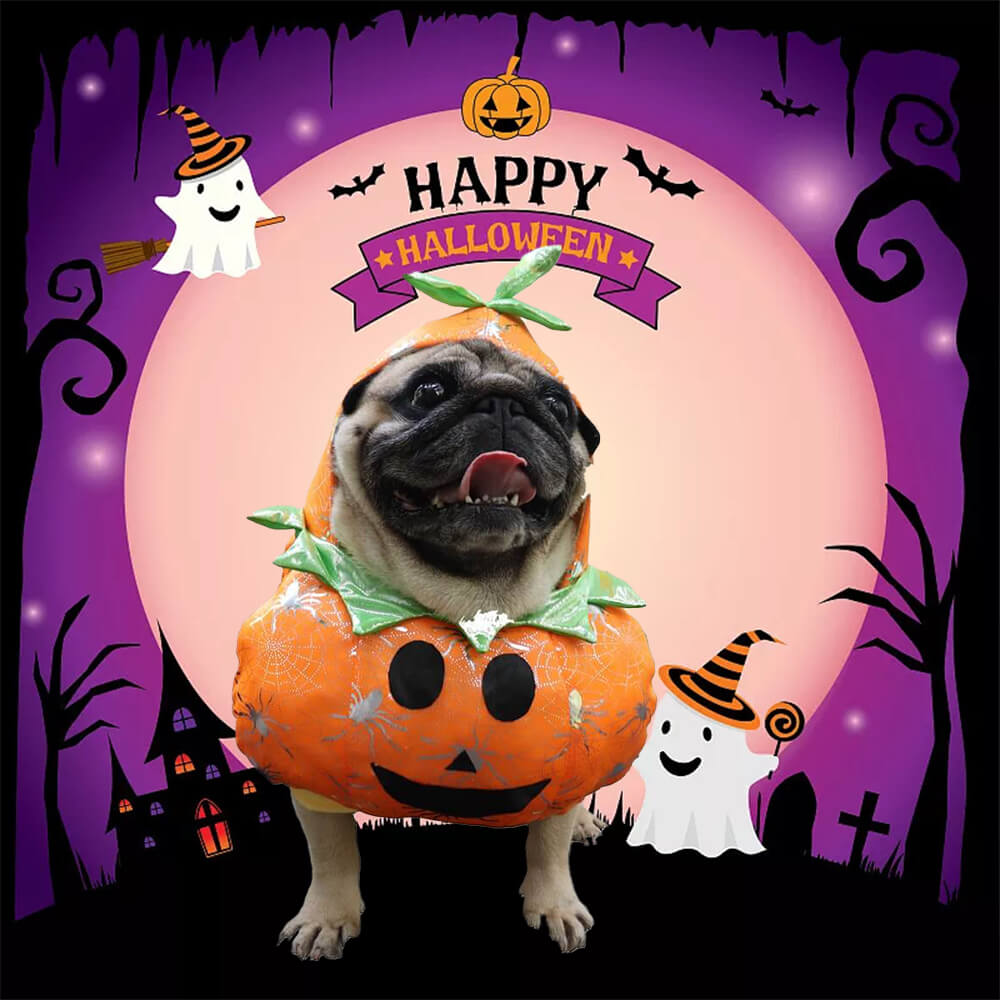 Pumpkin Dog Costume – Fun and Festive for Halloween