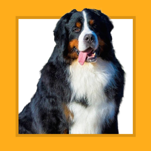 Tailored for dogs weighing over 40 kg (88 lbs) such as Rottweilers, Bernese Mountain Dog, and Great Danes.
