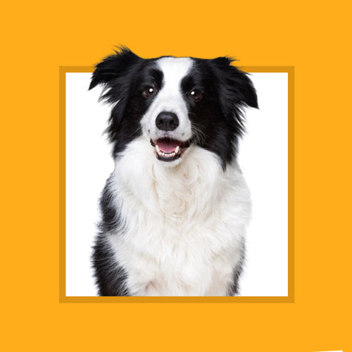 Suitable for dogs weighing 15-25 kg (33-55 lbs) like Border Collies, Australian Shepherd and English Bulldogs.