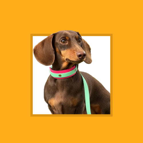 Ideal for dogs under 10kg (22 lbs) like Dachshunds, Yorkshire Terriers, Pomeranians, and Chihuahuas.