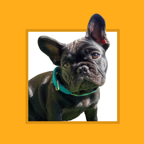 Perfect for dogs weighing 10-15 kg (22-33 lbs) such as French Bulldogs, Beagles, and Cocker Spaniels.