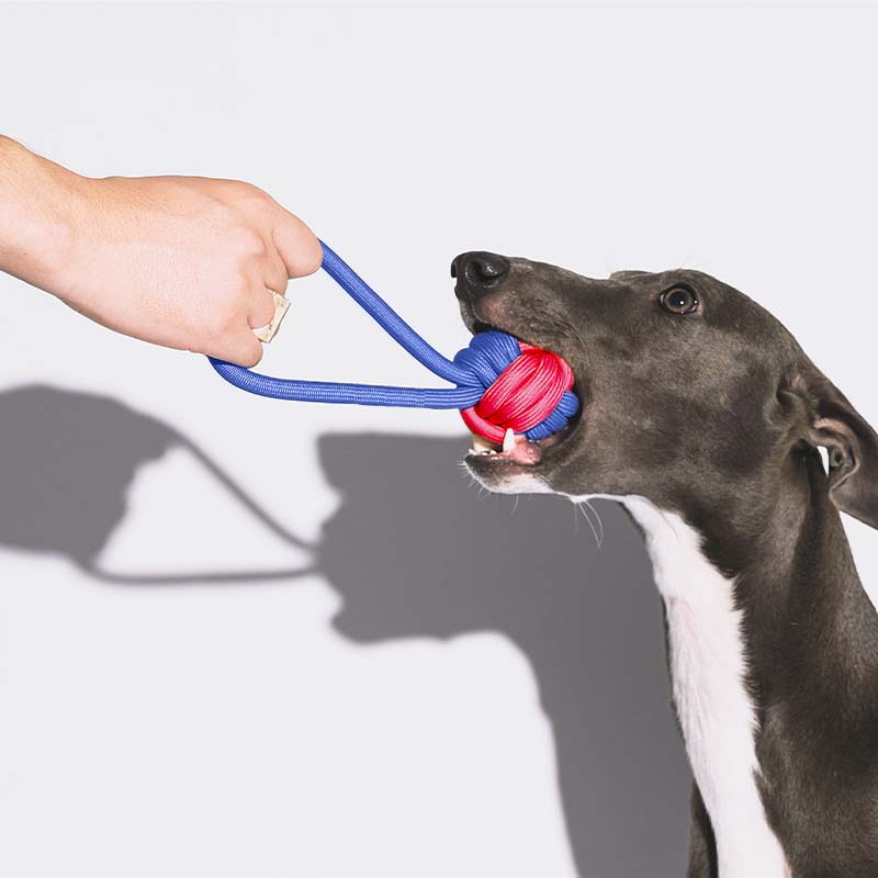 Juguete para perros Knots Rope Tug - Color Clash