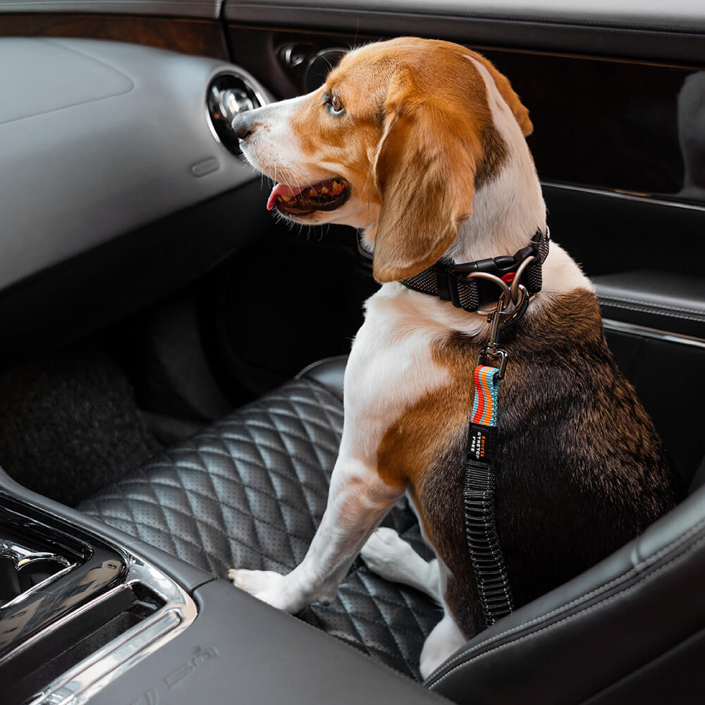 Ceinture de sécurité de voiture d'accessoires de chien frais réglables de tampon coloré