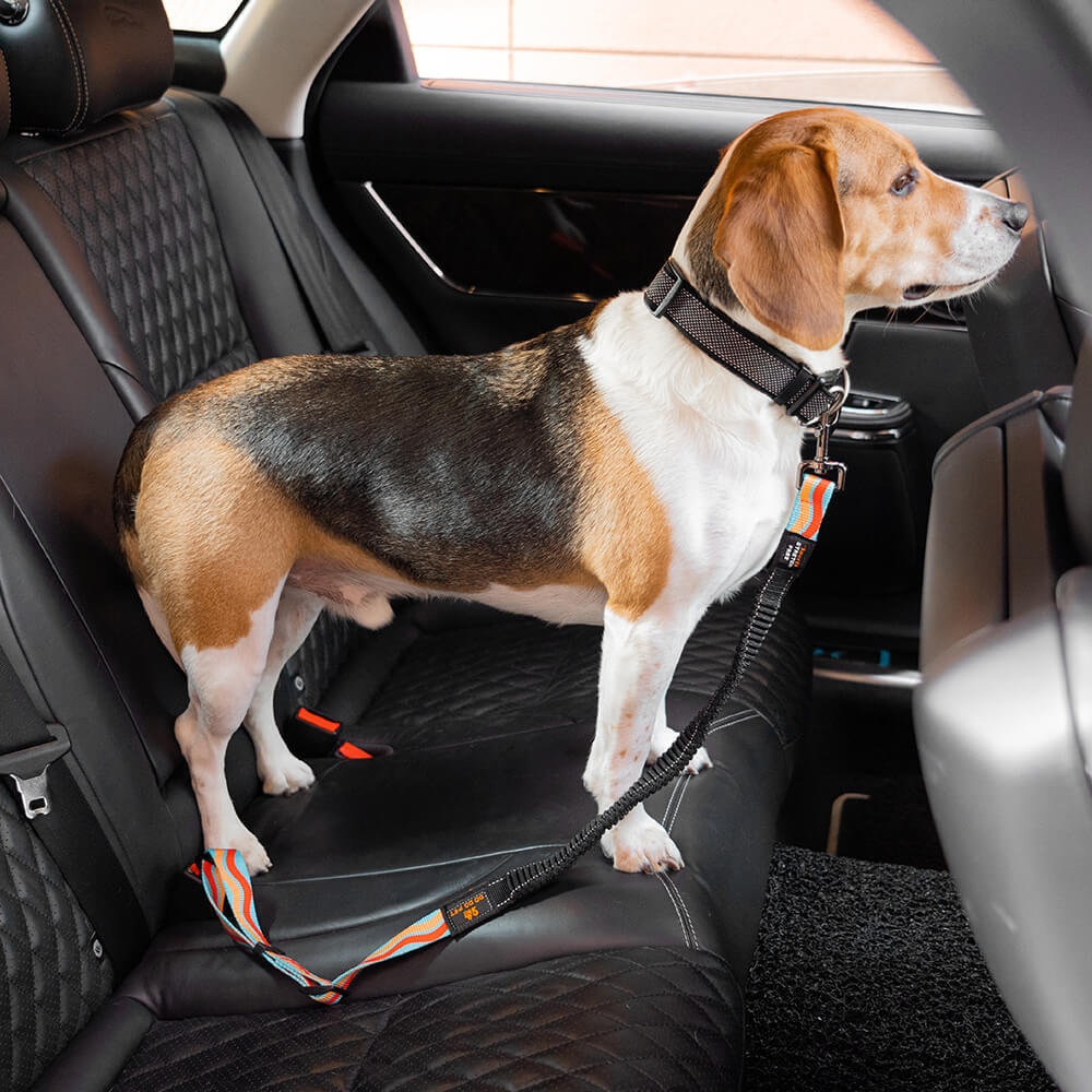 Ceinture de sécurité de voiture d'accessoires de chien frais réglables de tampon coloré