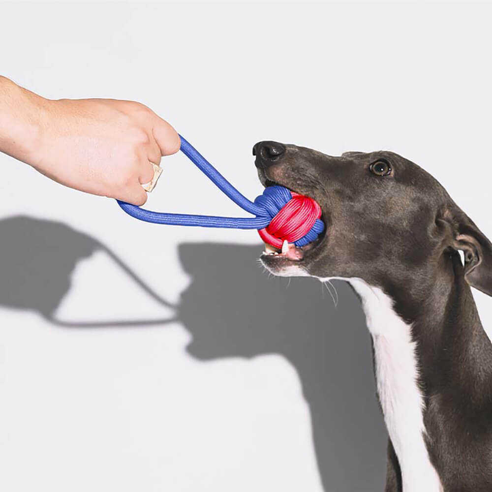 Juego de juguetes para perros con nudos y cuerda - Color Clash